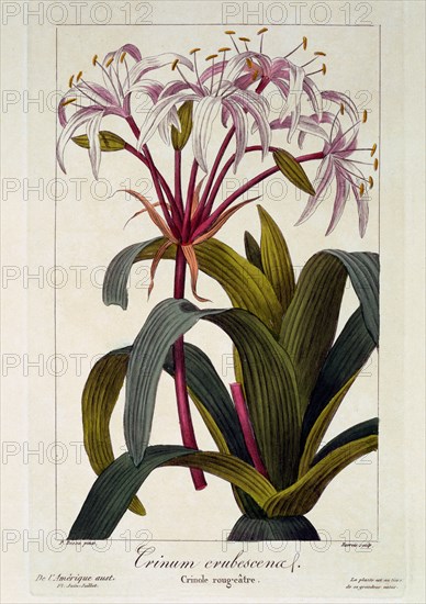 Crinum erubescens,  pub. 1836. Creator: Panacre Bessa (1772-1846).