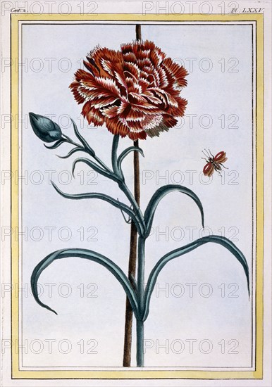 Carnation,  pub. 1776. Creator: Pierre Joseph Buchoz (1731-1807).