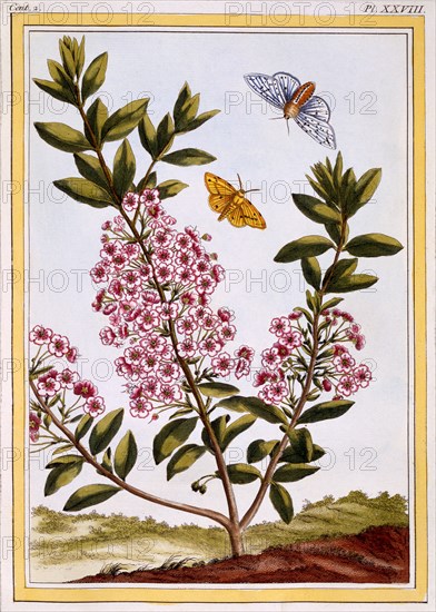 Sheep's Laurel (Kalmia augustifolia), pub. 1776. Creator: Pierre Joseph Buchoz (1731-1807).