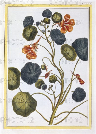 La Capucine (Nasturtium),  pub. 1776. Creator: Pierre Joseph Buchoz (1731-1807).