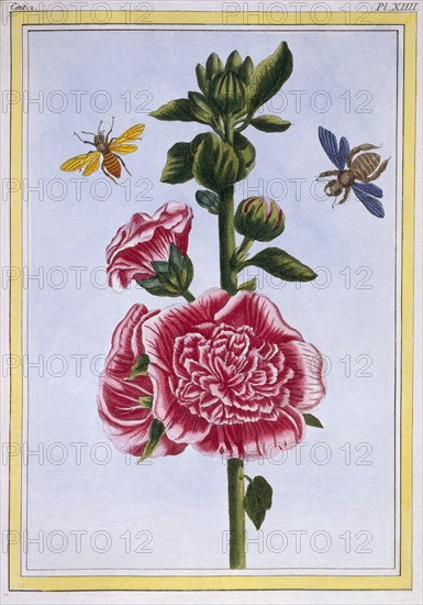 Passerose (Hollyhock),  pub. 1776. Creator: Pierre Joseph Buchoz (1731-1807).