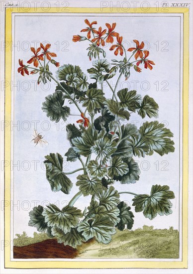 Cranesbill,  pub. 1776. Creator: Pierre Joseph Buchoz (1731-1807).