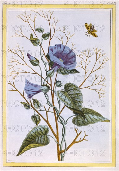 Le Grand Liseron Violet (Convovlus), pub. 1776. Creator: Pierre Joseph Buchoz (1731-1807).