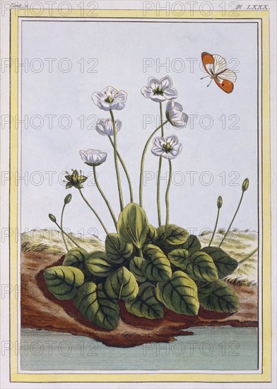 Chiendent de Parnasse (Grass of Parnassus),  pub. 1776. Creator: Pierre Joseph Buchoz (1731-1807).