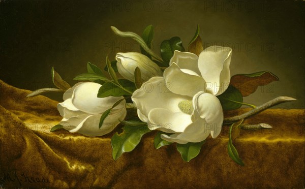 Magnolias on Gold Velvet Cloth, c. 1889. Artist: Heade, Martin Johnson (1819-1904)