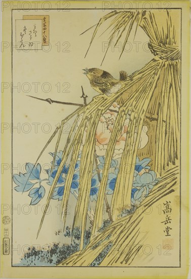 Winter Wren and WInter Peony, from the series Forty-eight Hawks Drawn from Life, 1859.