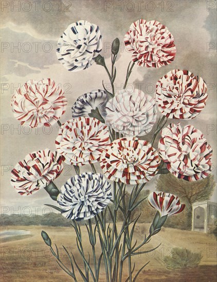 Picotees', c1802-1821, (1948).