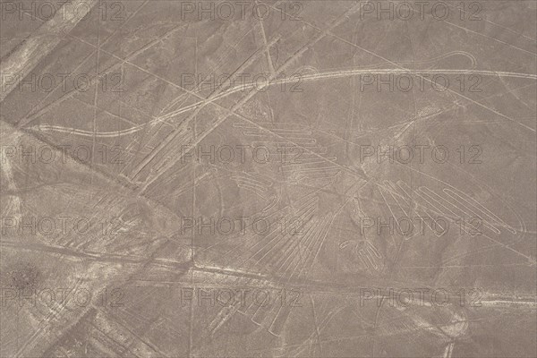 The Condor, Nazca Lines, Ica, Peru,  2015.