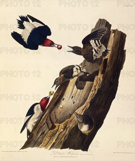 The red-headed woodpecker. From "The Birds of America", 1827-1838.