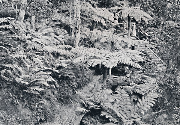 A Forest of Tree Ferns, Leura, Blue Mountains, c1900.