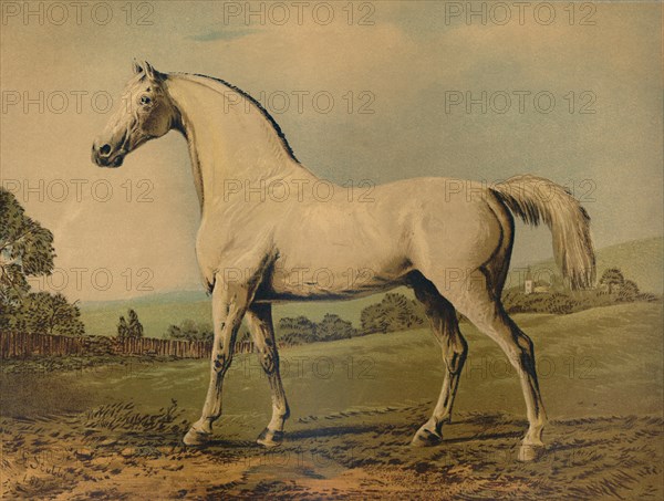 Mambrino. Bred by Lord Grosvenor', c1770s, (c1879).