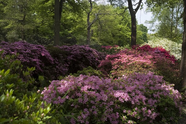 Isabella Plantation, Richmond Park, Richmond, Surrey, England, UK, 14/5/10.