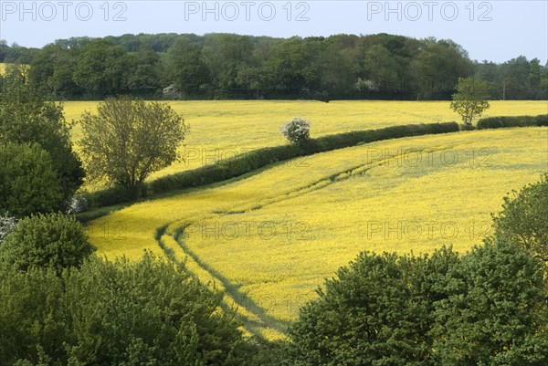 Suffolk countryside, England