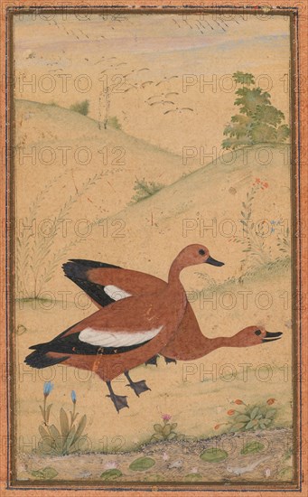 A pair of Brahminy ducks, c. 1595; borders added probably 1800s. Creator: Unknown.