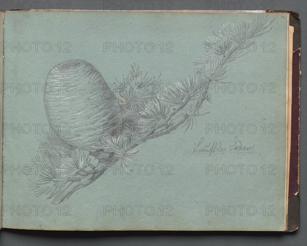 Album with Views of Rome and Surroundings, Landscape Studies, page 49a: Study of a Evergreen.... Creator: Franz Johann Heinrich Nadorp (German, 1794-1876).