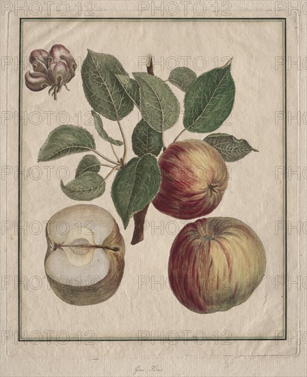 Apple with Leaf and Fruit Blossom, 1768. Creator: Henri Louis Duhamel du Monceau (French, 1700-1782).
