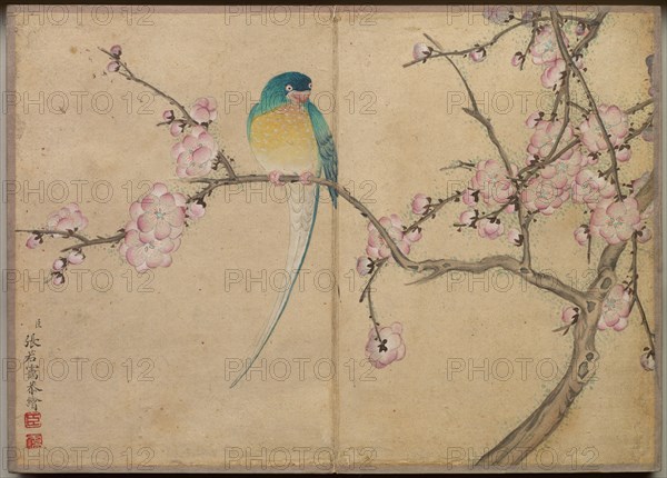 Desk Album: Flower and Bird Paintings (Bird with Plum Blossoms), 18th Century. Creator: Zhang Ruoai (Chinese).