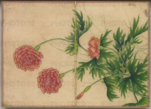Desk Album: Flower and Bird Paintings (Peony), 18th Century. Creator: Zhang Ruoai (Chinese).