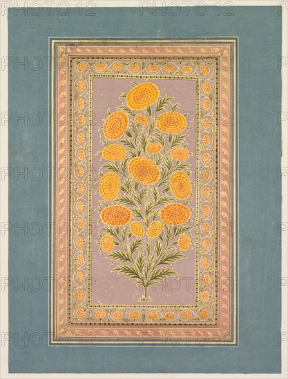 Flowering Marigold, c. 1765. Creator: Hunhar II (Indian, active mid-1700s), style of.