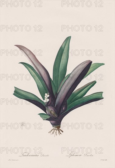 Les Liliacées: Tradescantia discolour, 1802-1816. Creator: Henry Joseph Redouté (French, 1766-1853).