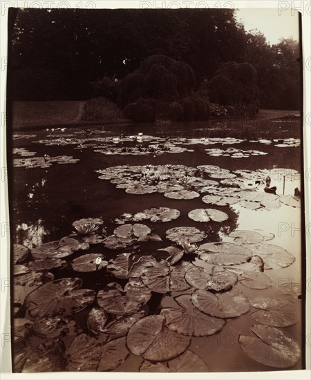 Nymphéa, 1922-1923. Creator: Eugène Atget (French, 1857-1927).