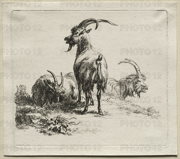 Three Goats. Creator: Nicolaes Berchem (Dutch, 1620-1683).