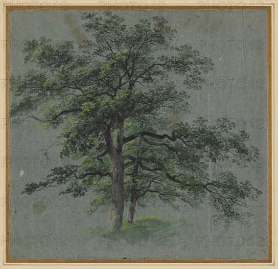 Two Trees, first half 1800s. Creator: Johann Jacob Dorner (German, 1775-1852).