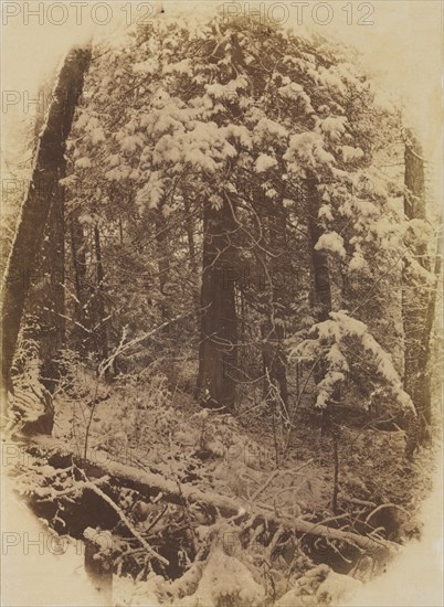 Untitled (Woods in Snow), 1859. Creator: William James Stillman (American, 1828-1901); J. W. Black.