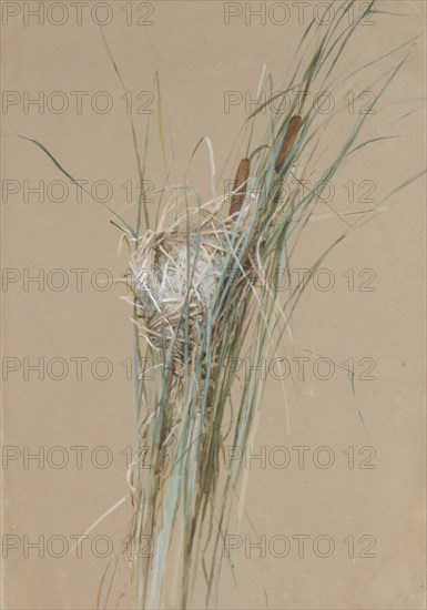 Bird's Nest in Cattails, ca. 1875. Creator: Fidelia Bridges.