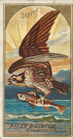 Osprey, from the Birds of America series (N4) for Allen & Ginter Cigarettes Brands, 1888. Creator: Allen & Ginter.