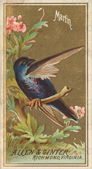 Martin, from the Birds of America series