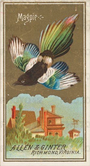 Magpie, from the Birds of America series