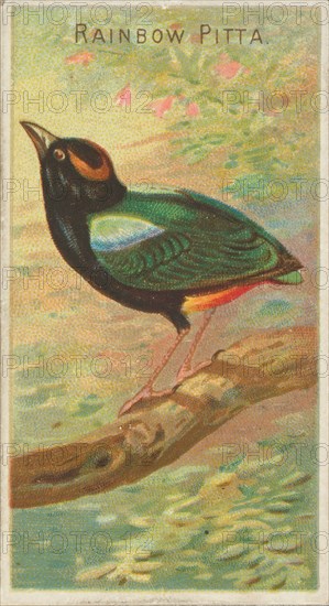 Rainbow Pitta, from the Birds of the Tropics series