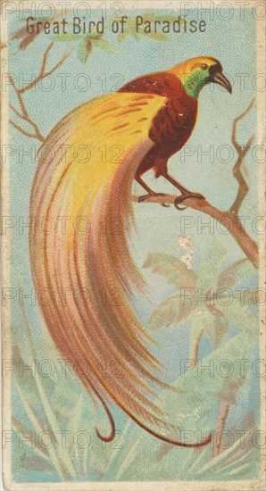 Great Bird of Paradise, from the Birds of the Tropics series