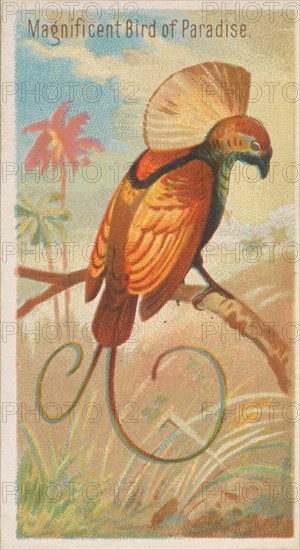 Magnificent Bird of Paradise, from the Birds of the Tropics series (N5) for Allen & Ginter..., 1889. Creator: Allen & Ginter.