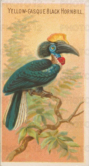 Yellow-Casque Black Hornbill, from the Birds of the Tropics series