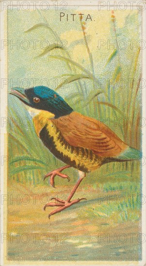 Pitta, from the Birds of the Tropics series