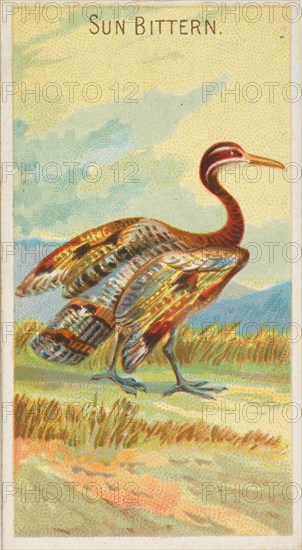 Sun Bittern, from the Birds of the Tropics series