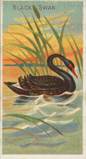 Black Swan, from the Birds of the Tropics series