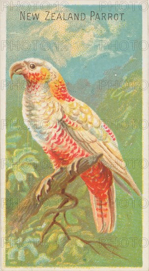 New Zealand Parrot, from the Birds of the Tropics series