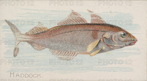 Haddock, from the Fish from American Waters series