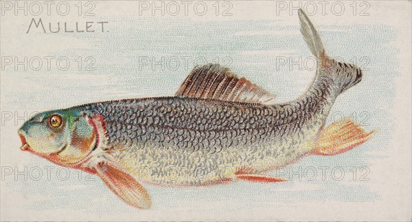 Mullet, from the Fish from American Waters series