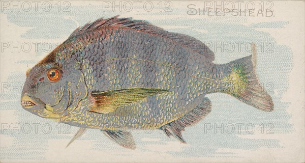 Sheepshead, from the Fish from American Waters series