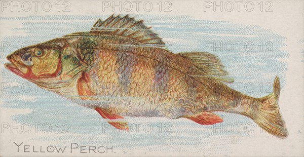 Yellow Perch, from the Fish from American Waters series