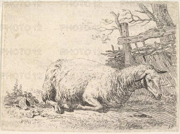 A sheep lying with its legs folded underneath its body next to a wooden fence, the she..., ca. 1655. Creator: Karel Du Jardin.