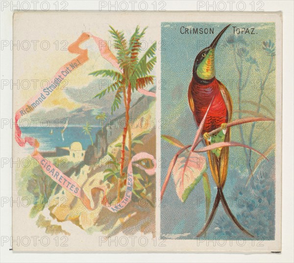 Crimson Topaz, from Birds of the Tropics series (N38) for Allen & Ginter Cigarettes, 1889.