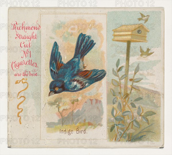 Indigo Bird, from the Song Birds of the World series (N42) for Allen & Ginter Cigarettes, 1890.