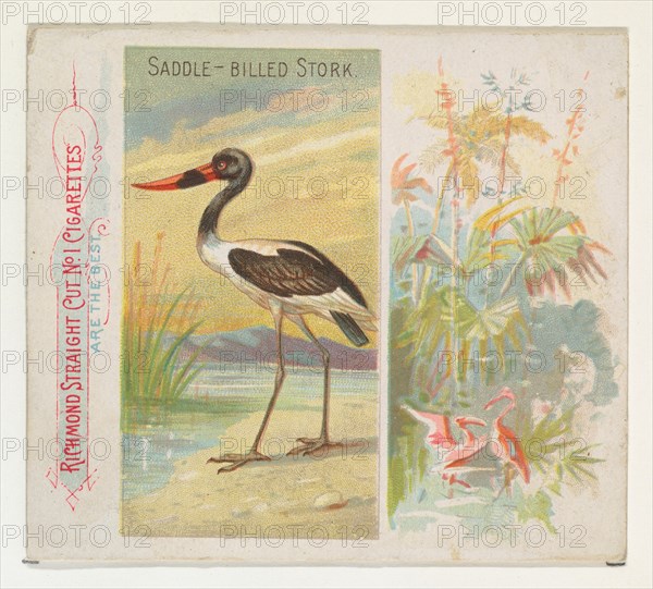 Saddle-Billed Stork, from Birds of the Tropics series (N38) for Allen & Ginter Cigarettes, 1889.