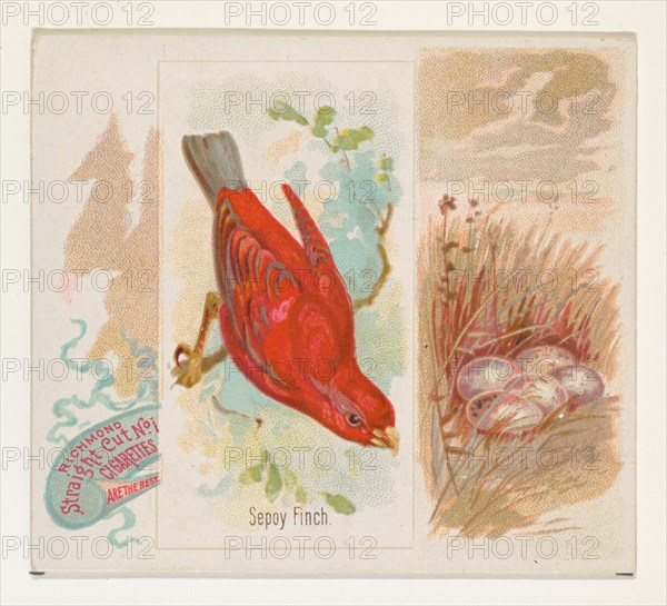 Sepoy Finch, from the Song Birds of the World series (N42) for Allen & Ginter Cigarettes, 1890.