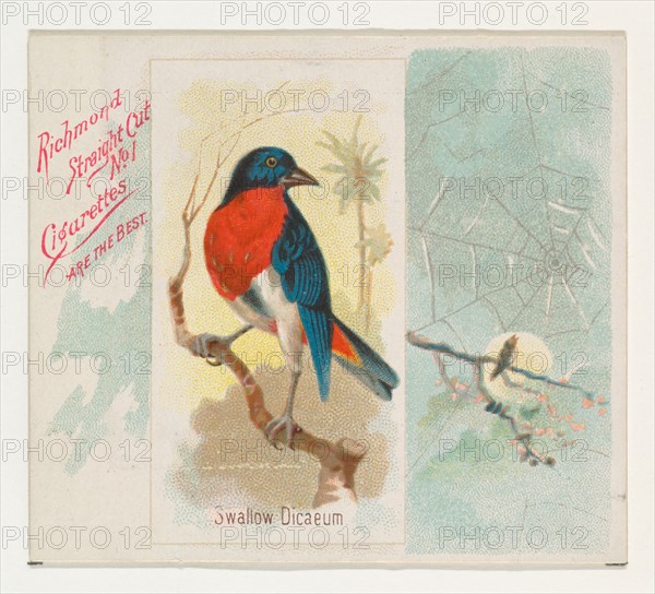 Swallow Dicaeum, from the Song Birds of the World series (N42) for Allen & Ginter Cigarettes, 1890.